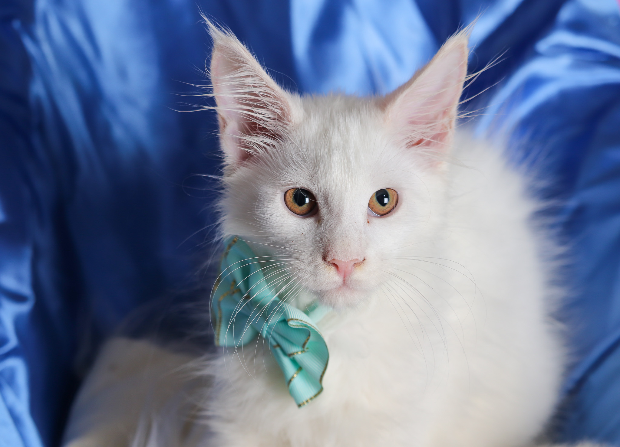Filhote maine coon
